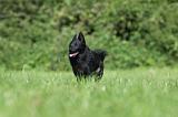 SCHIPPERKE 682